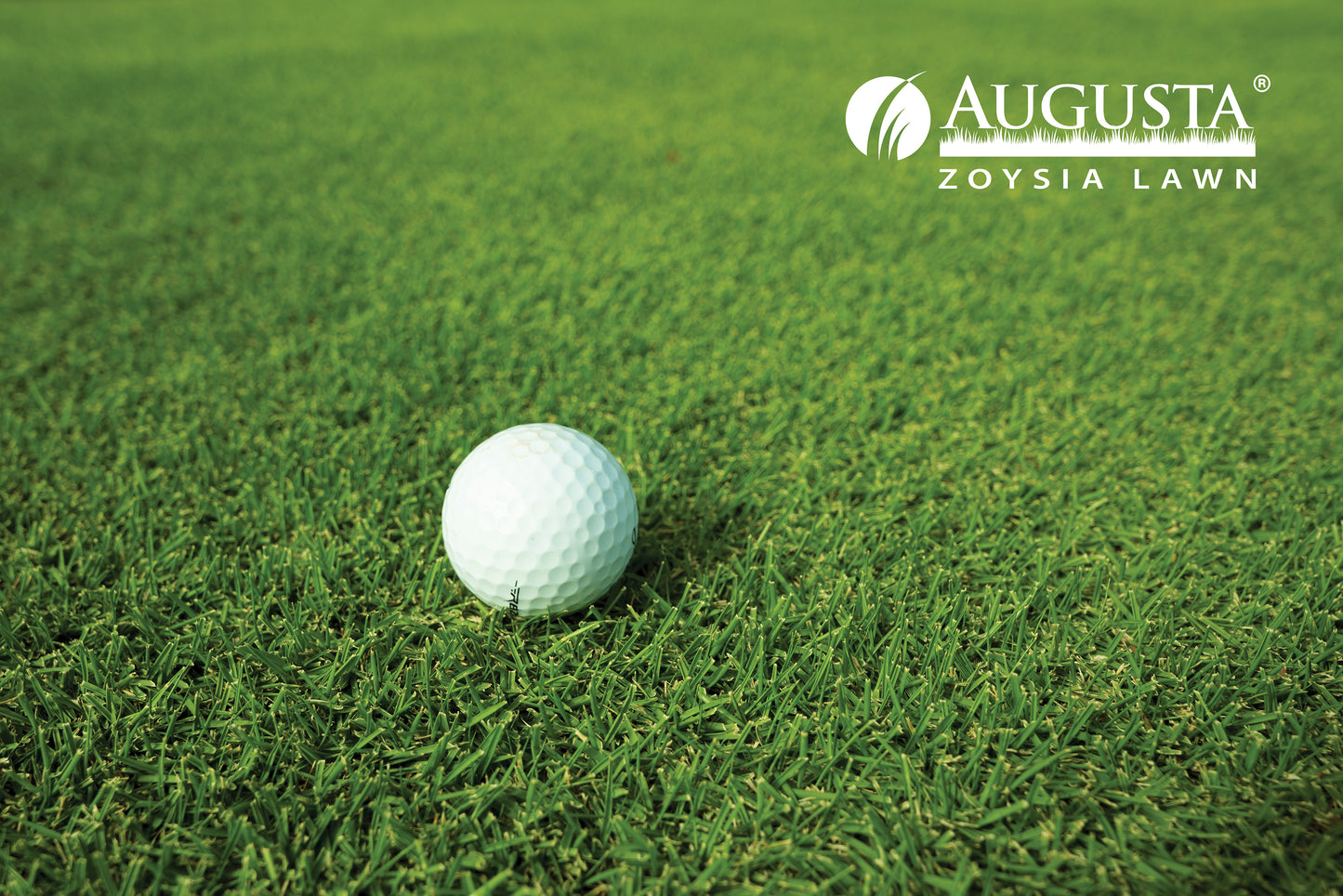 Augusta Zoysia