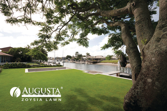 Augusta Zoysia