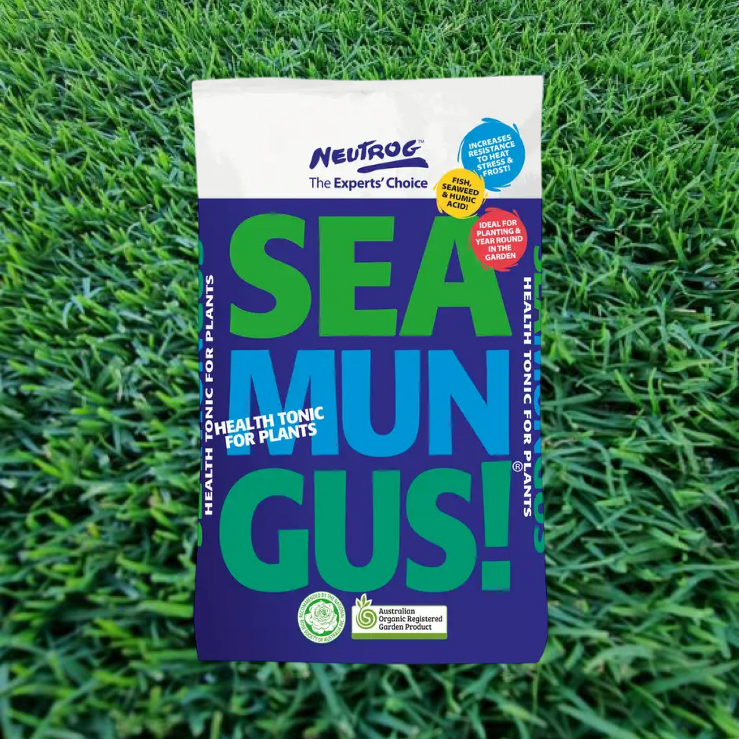 Seamungus ‘Crumble’