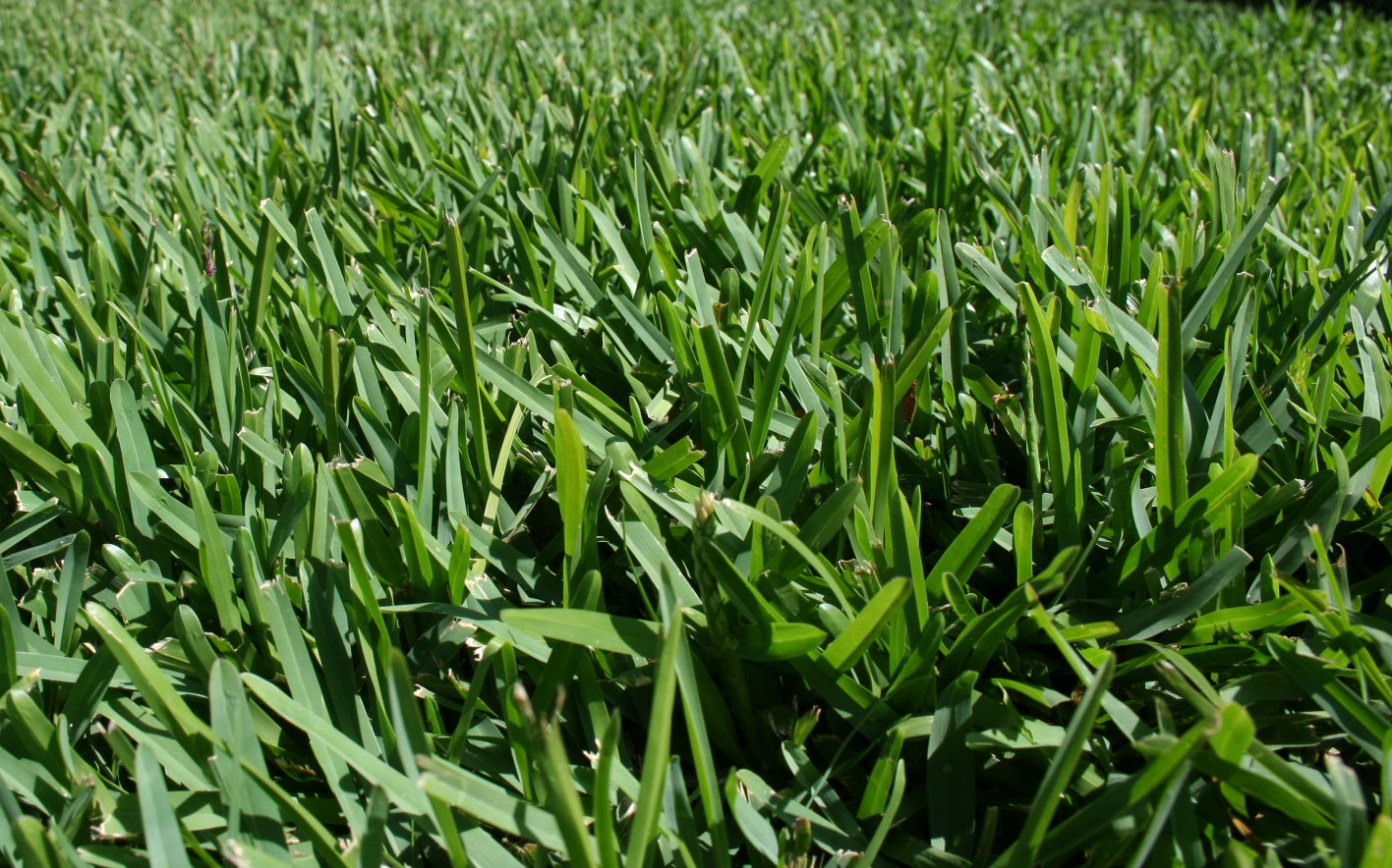 Sir Walter DNA Certified