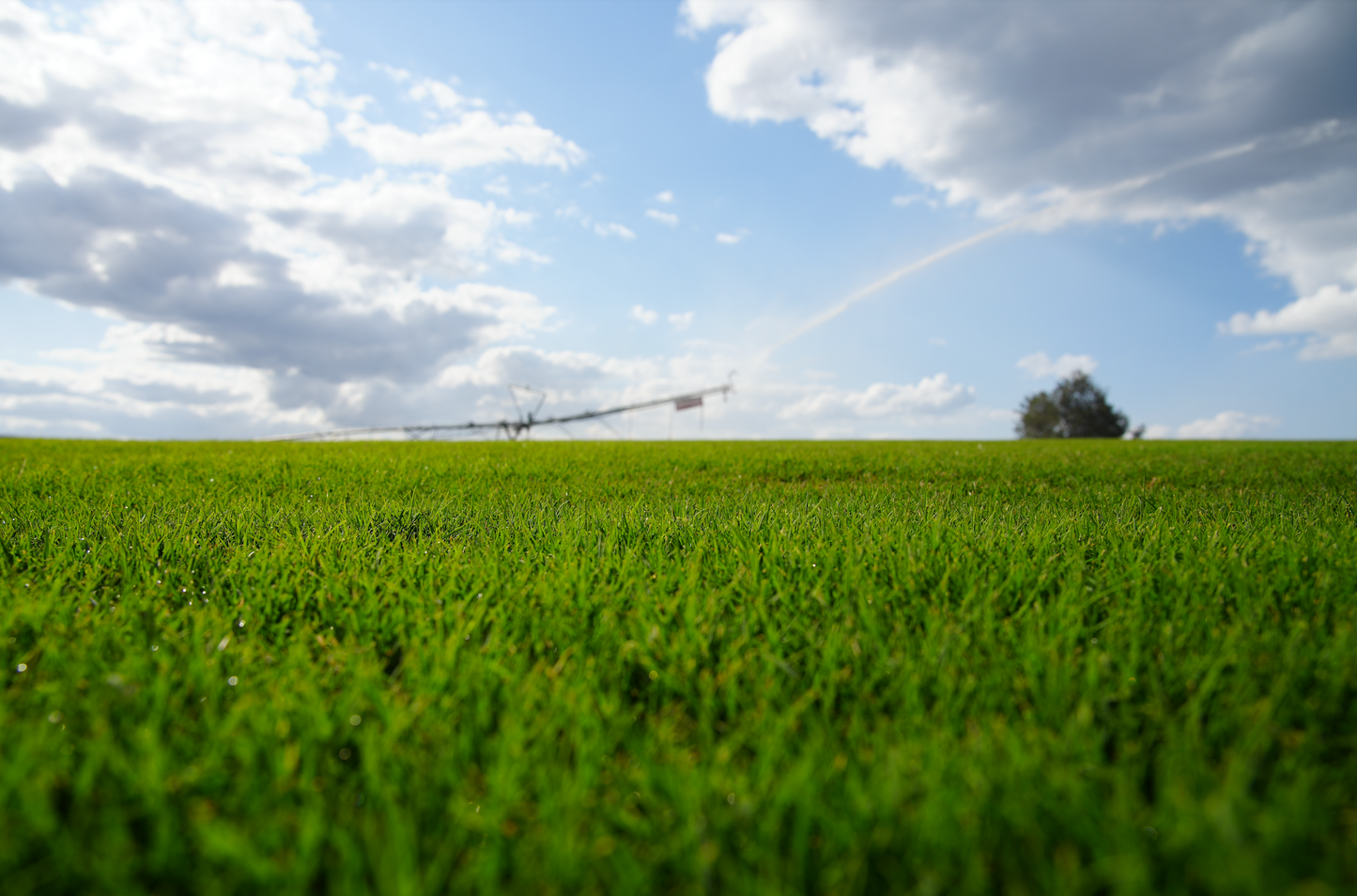 IronCutter Elite Hybrid Bermuda