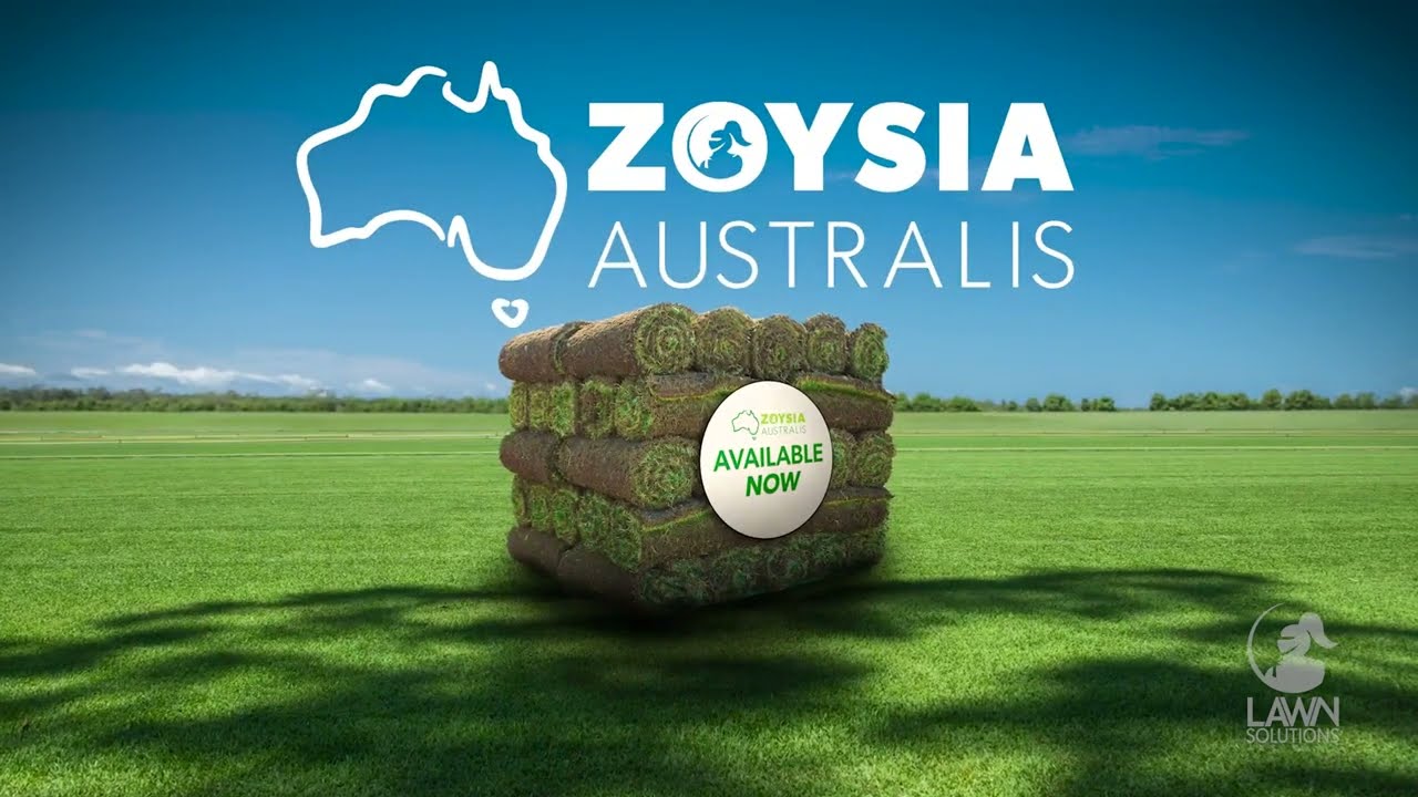 Zoysia Australis