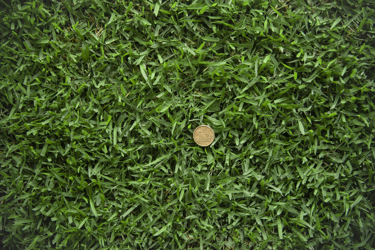 Zoysia Australis