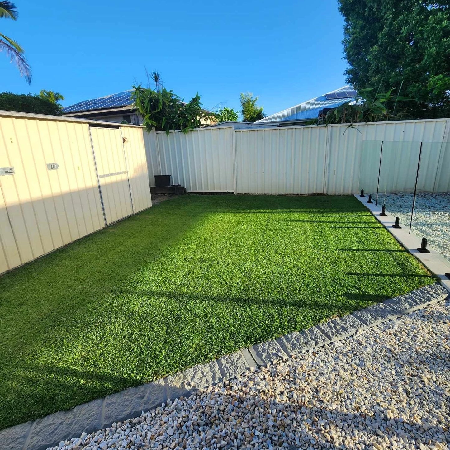 Zoysia Australis