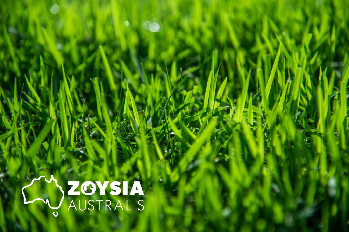 Zoysia Australis