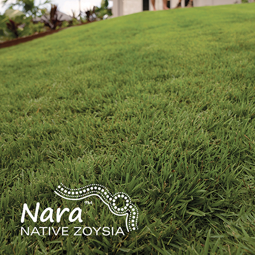 Nara Native Zoysia