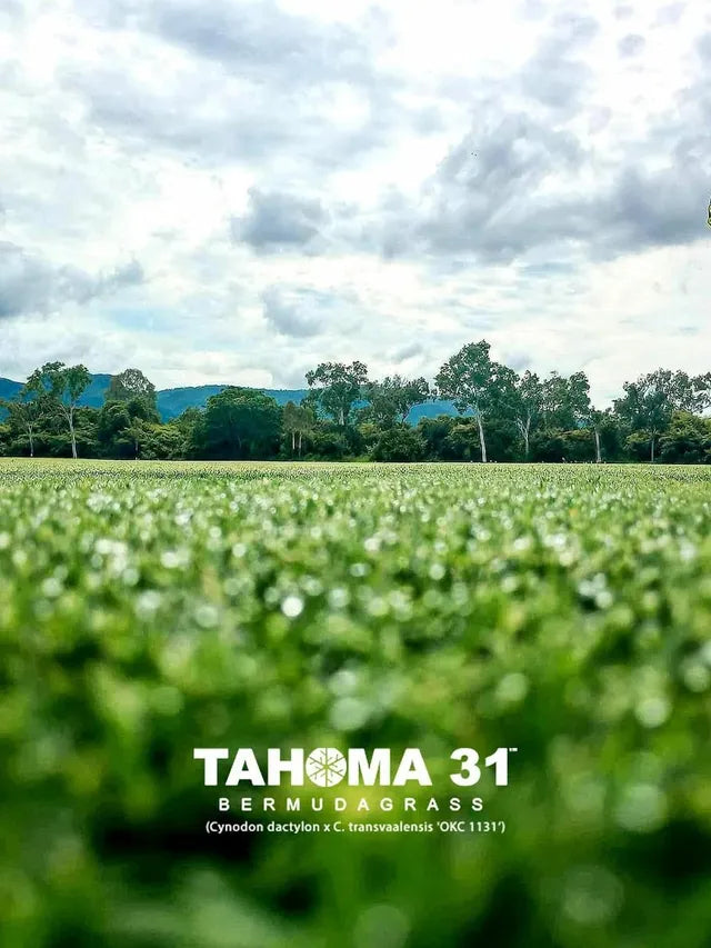 Tahoma 31
