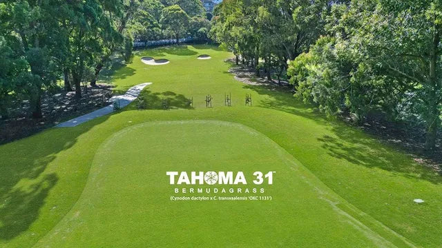 Tahoma 31