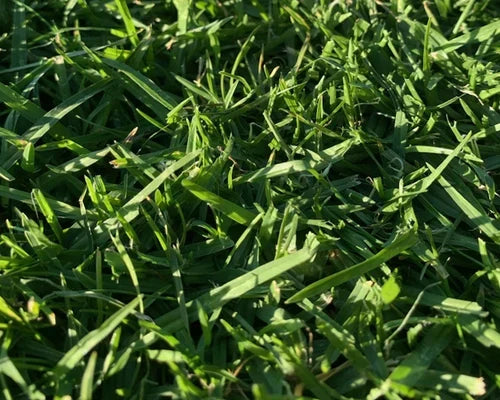Kikuyu