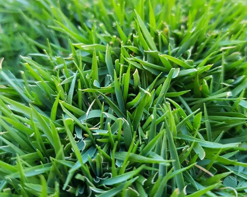 Zoysia