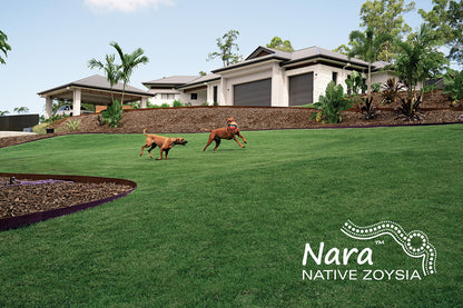 Nara Native Zoysia